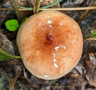 undefined (Russula sp-IN1)