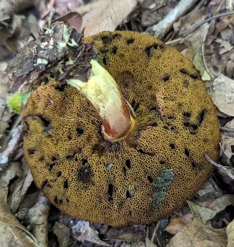 undefined (Hortiboletus sp-IN03)