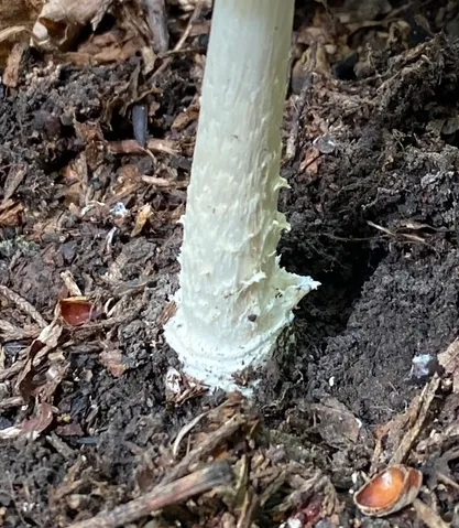 White Panther (Amanita multisquamosa)