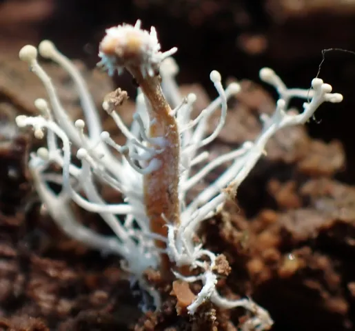 Polycephalomycetaceae sp.