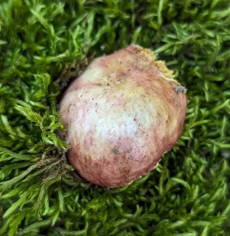 undefined (Russula sp-NE01)