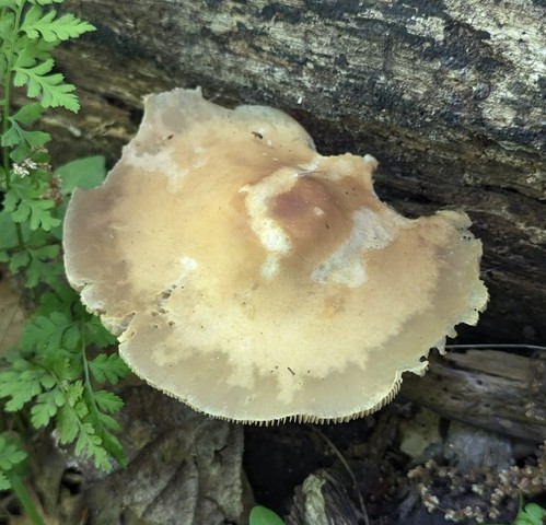 undefined (Agrocybe acericola)