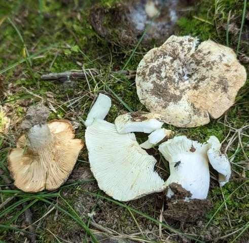 Russula sp-NE02