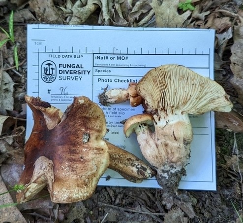 White-Banded Bitter Knight (Tricholoma amarissimum)