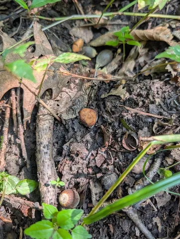 undefined (Tuber sp. 60)