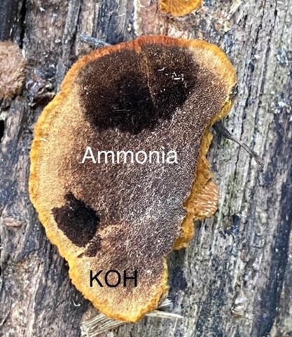 Mustard Yellow Polypore (Fuscoporia gilva)