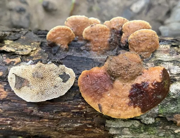 Fomitopsis malicola