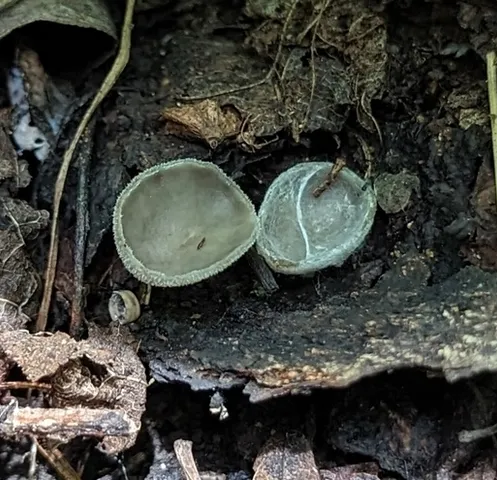 Long-Stalked Gray Cup (Helvella macropus)