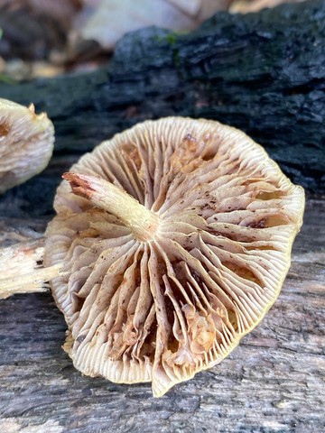 null (Pholiota polychroa)