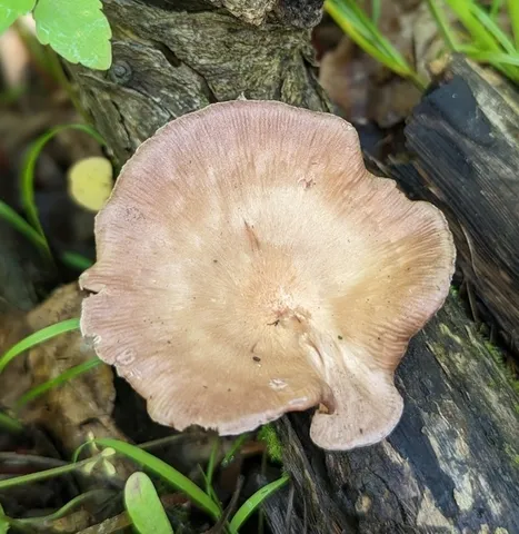 Lilac Oysterling (Panus conchatus)