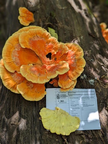 Chicken Of The Woods (Laetiporus sulphureus)