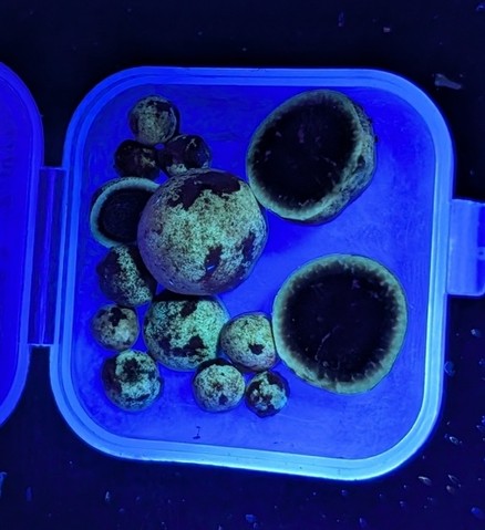 undefined (Elaphomyces sp.)