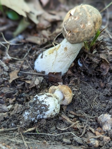 Atkinson's Bolete (Boletus atkinsonii)