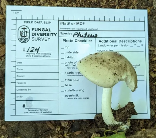 Scaly Shield (Pluteus petasatus)