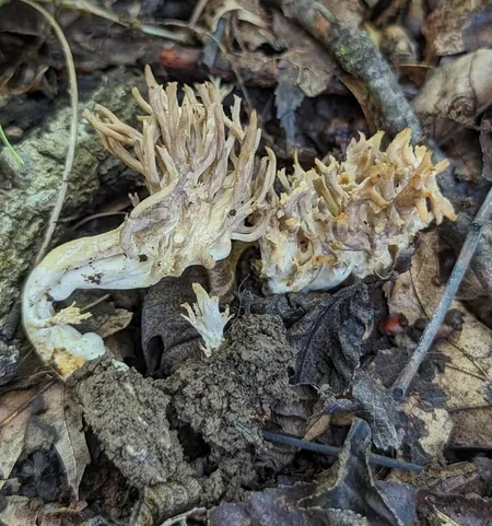 undefined (Clavulina sp-IN01)
