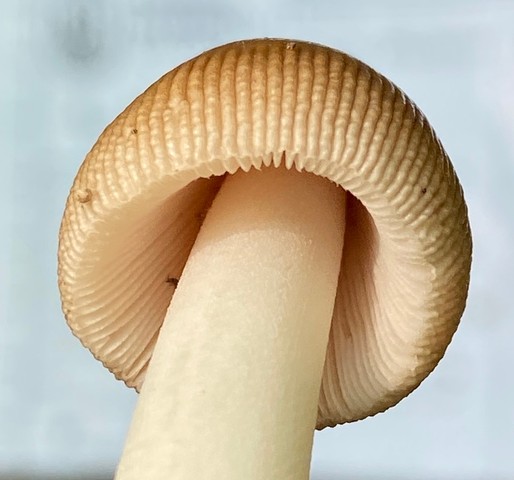 Long Wedge Ringless Amanita (Amanita longicuneus)