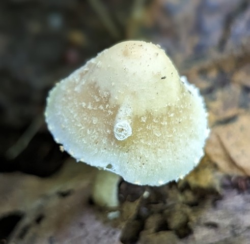 Pale Brittlestem (Candolleomyces candolleanus)