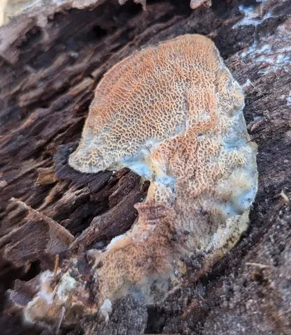 Trembling Crust (Merulius tremellosus)