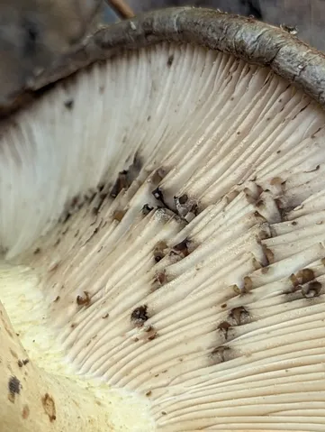 Clay-Gilled Milkcap (Lactarius argillaceifolius-IN02)