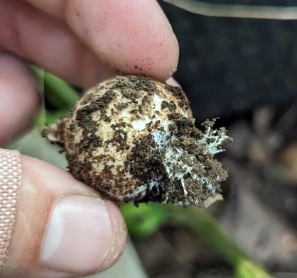 Collared Earthstar (Geastrum triplex)