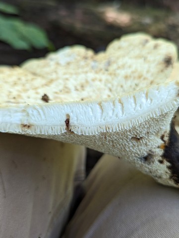 Dryad's Saddle (Cerioporus squamosus)