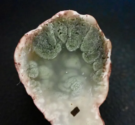 undefined (Phallogaster cf. phillipsii)