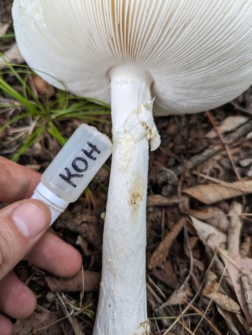 Garlic-Odored Death Cap (Amanita suballiacea)