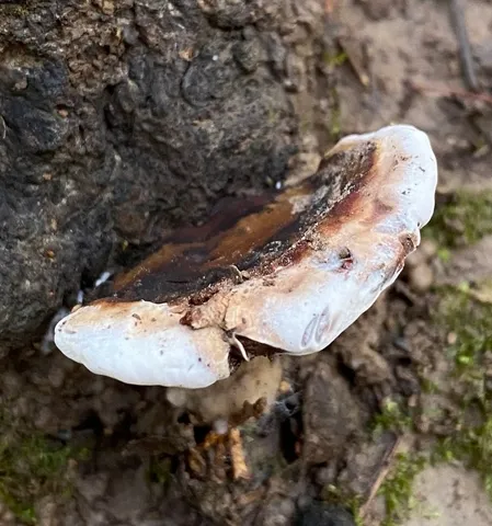 undefined (Ganoderma lobatum)