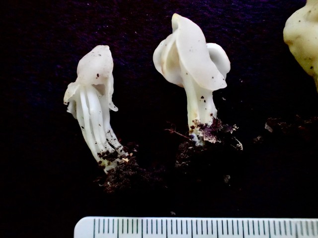 White Saddle (Helvella crispa)