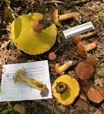 undefined (Lanmaoa pseudosensibilis)