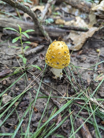 Yellow American Blusher (Amanita flavorubens)