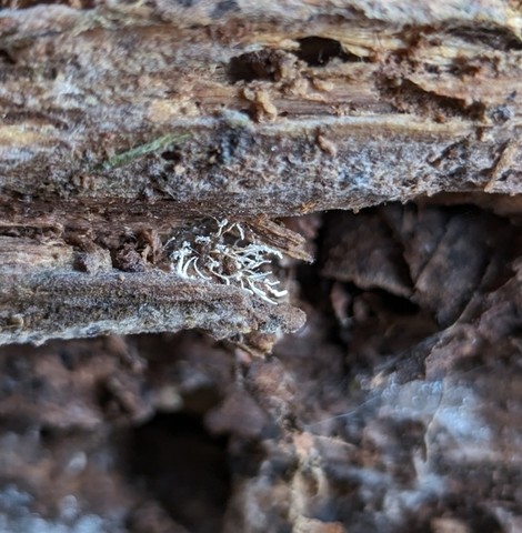 Spider Akanthomyces (Akanthomyces aranearum)