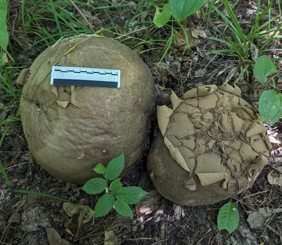 Giant Puffball (Calvatia gigantea)