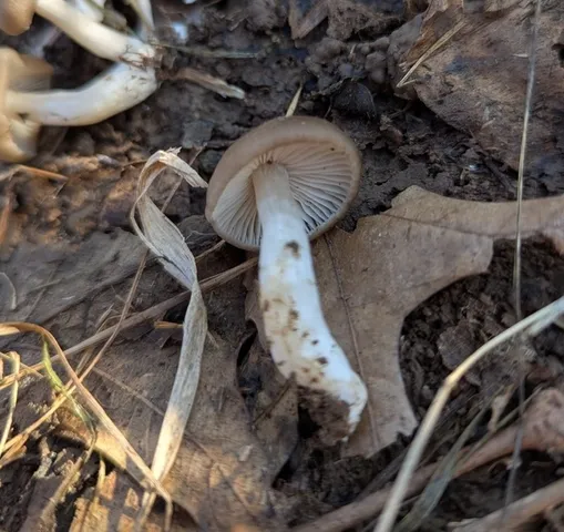 undefined (Entoloma sp. 'IN56')