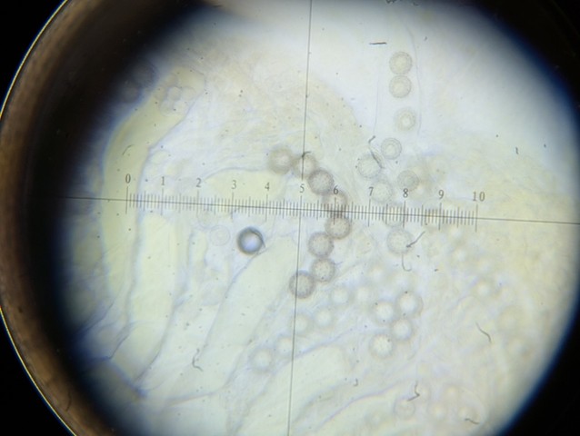 undefined (Pachyphlodes carnea)