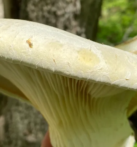 Lynx Paw Oyster (Pleurotus levis)