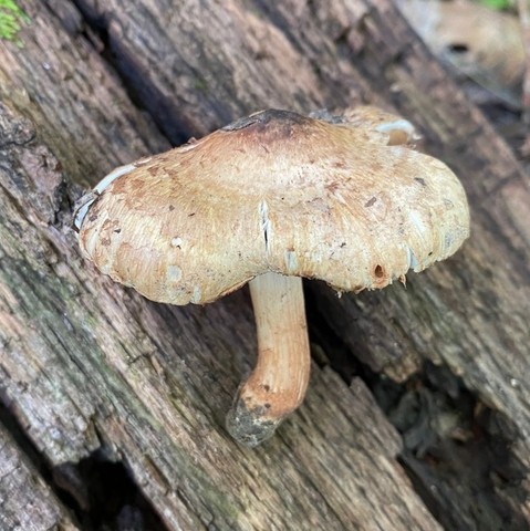 Sweet-Smelling Inocybe (Inocybe dulciolens)