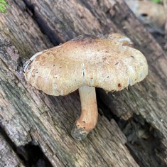 Sweet-Smelling Inocybe