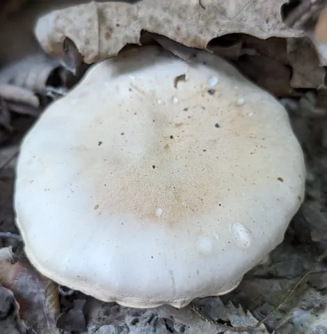 Blewit (Collybia nuda)