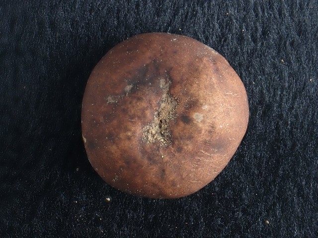 undefined (Elaphomyces sp.)