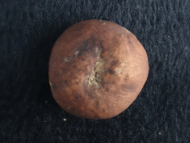 undefined (Elaphomyces spp.)