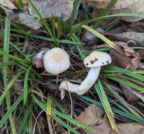 Woodwaxes (Hygrophorus sp-IN07)