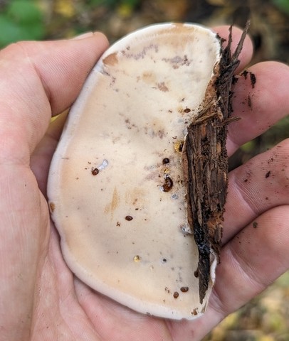 Resinous Polypore (Ischnoderma resinosum)