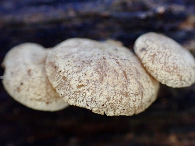 Luminescent Panellus (Panellus stipticus)