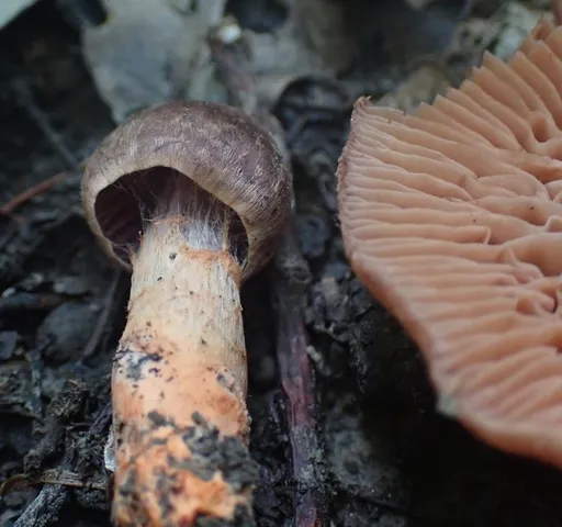 Tiffany's Webcap (Cortinarius tiffanyae)
