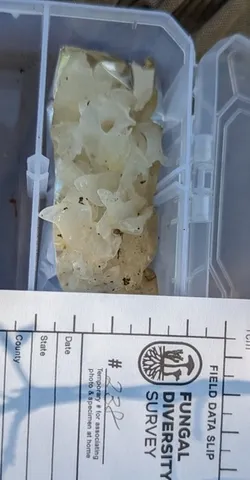 Snow Fungus (Tremella fuciformis)