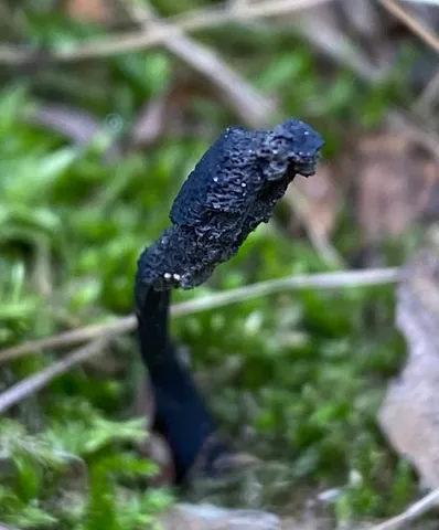 Snaketongue Truffleclub (Tolypocladium ophioglossoides)