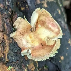 Shrimp Russula