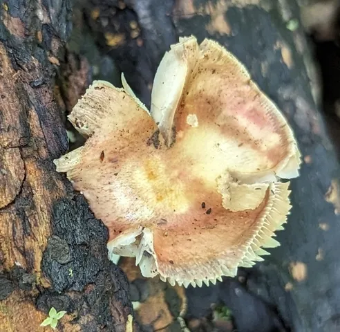 Russula fucosa