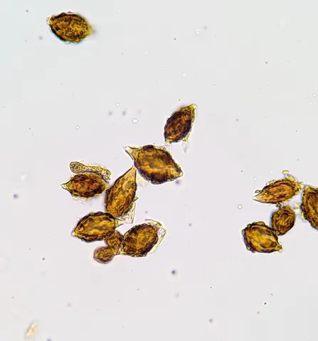 undefined (Hymenogaster spp.)